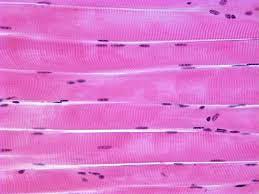 <p>a type of muscle tissue that is attached to bones and allows for voluntary movement of the body. It is composed of long, cylindrical cells called muscle fibers. Skeletal muscle is striated, meaning it has a striped appearance under a microscope due to the arrangement of contractile proteins. It is also multinucleated, with multiple nuclei located along the length of each muscle fiber. Skeletal muscle is under conscious control and is responsible for movements such as walking, running, and lifting objects. It is also involved in maintaining posture and generating heat.</p>