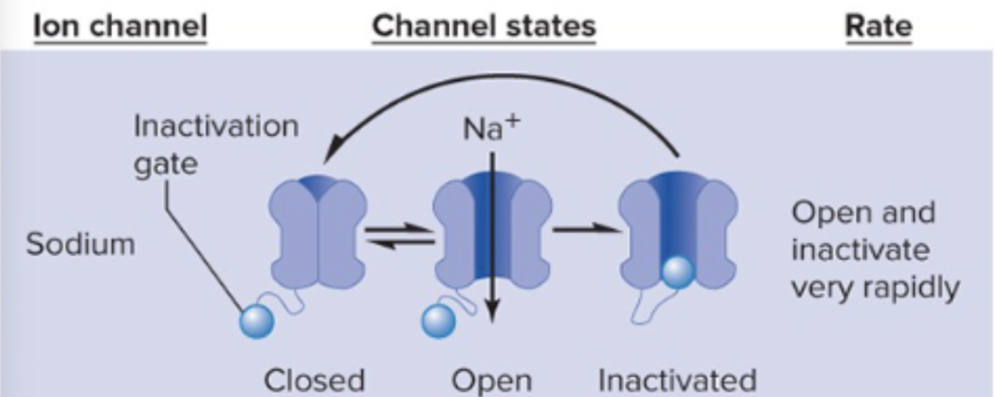 <p>Due to the concentration and electrical force Na+ is flowing in causing a depolarization, but if we recall K+ is more permeable when at rest(bc it has more open potassium channels, w/K+ flowing out easily than Na+ can flow in), so this means we had to activate a special channel~ Voltage-gated Na+ channel</p>