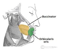 <p>Closes the lips to narrow the oral opening</p><p><strong>Innervation:</strong> Buccal branches of the facial nerve</p>