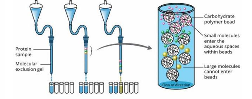 <p>What protein separation by chromatography?</p>