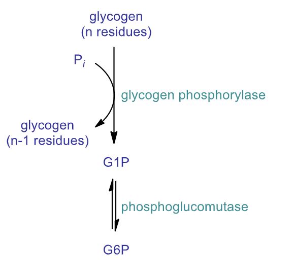 <ul><li><p>glycogen phosphorylase</p></li><li><p>debranching enzyme</p></li><li><p>phosphoglucomutase</p></li></ul>