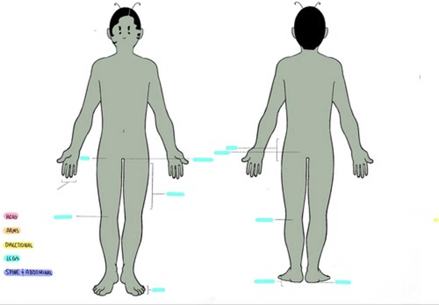 <p>1. G________ (buttock)</p><p>2. F_________ (thigh)</p><p>3. P________ (front of knee)</p><p>4. P________ (back of the knee)</p><p>5. C______ (shin)</p><p>6. S_____ (calf)</p><p>7. T_______ (ankle)</p><p>8. C_________ (heel)</p><p>9. D_______ (top of foot)</p><p>10. P________ (sole/bottom of foot)</p><p>11. H_____ (big toe)</p>