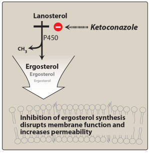 <ul><li><p>Azoles inhibit <strong>ergosterol synthesis</strong> by blocking <strong>cytochrome P450-dependent 14α-lanosterol demethylation</strong></p></li><li><p><strong>Ketoconazole</strong> largely replaced due to side effects</p></li><li><p><strong>Itraconazole</strong> safer, broader activity (Candida, Cryptococcus, Aspergillus, dermatophytes); needs <strong>food and acid</strong> for max absorption</p></li><li><p><strong>Fluconazole</strong> has narrower spectrum, treats <strong>Candida</strong> and <strong>Cryptococcus</strong>, used for <strong>prophylaxis in immunosuppressed patients</strong></p></li></ul><p></p>