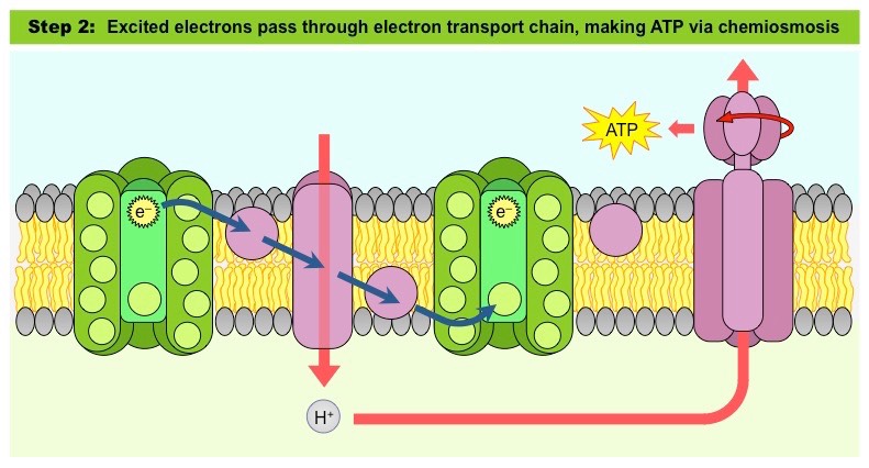 <p>Step 2. The reaction center of PSII takes its high energy e- to protein and electron carriers between PSI</p><p>-missing e- is replaced by low energy e- from H2O</p><ul><li><p>Releases 2 e-, 2 H atoms, and 1 O atom</p></li></ul>