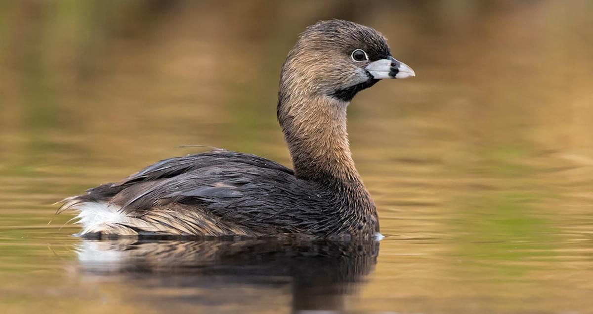 <p>Small, brown with thick bill and black ring (breeding).</p>