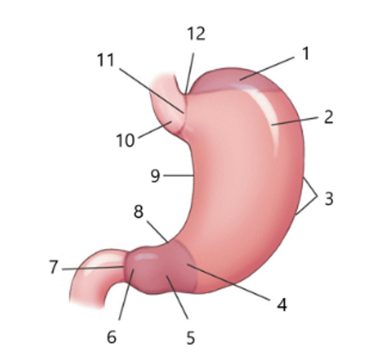 <p>What structure is identified by the number 3?</p>