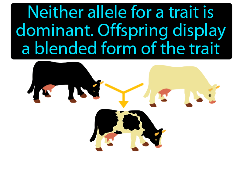 <p>“blending”, heterzygotes show intermediate expression</p><p>e.g.</p><p>T = normal</p><p>D = defective</p><p>TT = normal  TD = mild symptoms  DD = extreme</p>