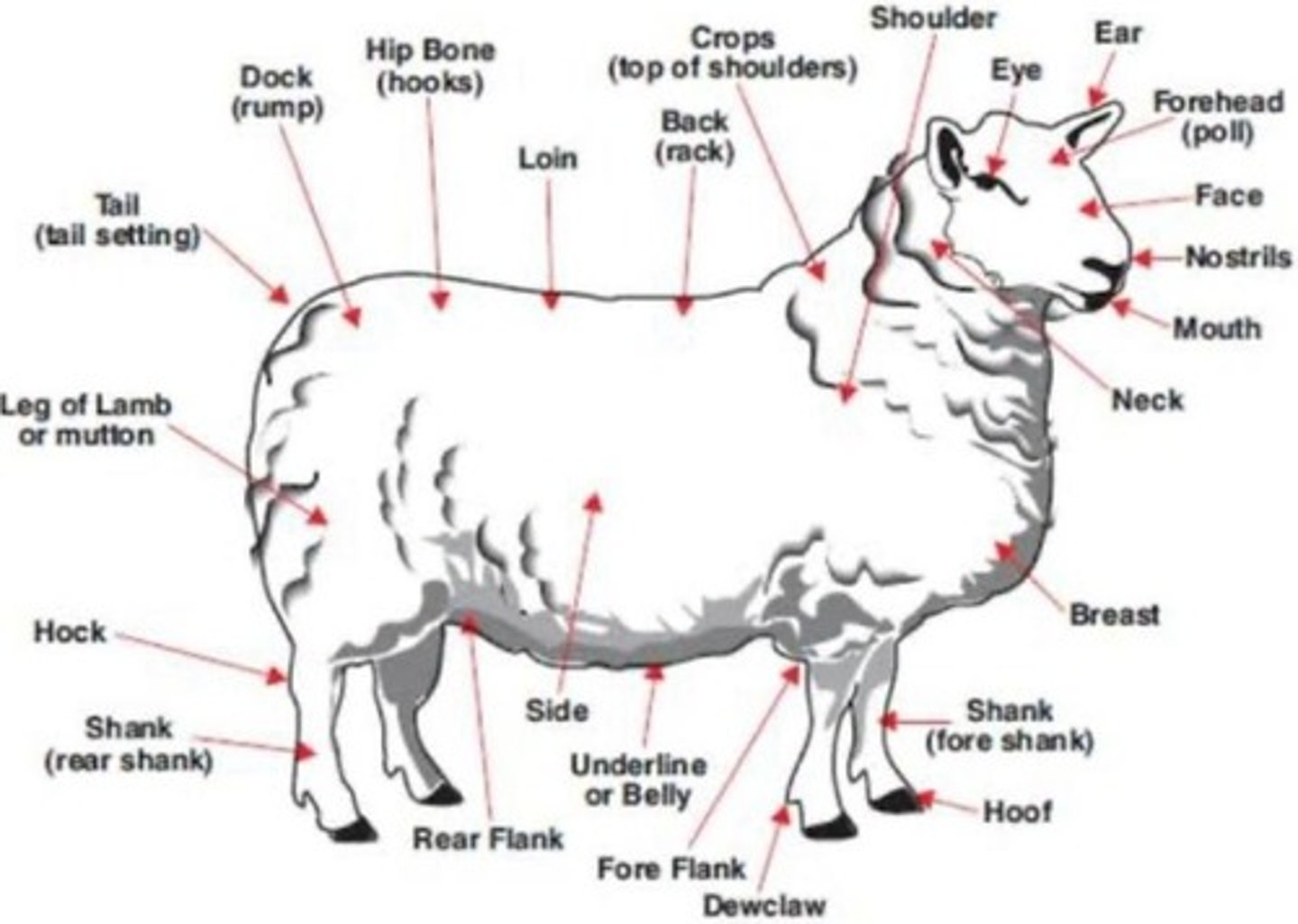 <p>To protect the sheep's anus, vulva, and udder.</p>