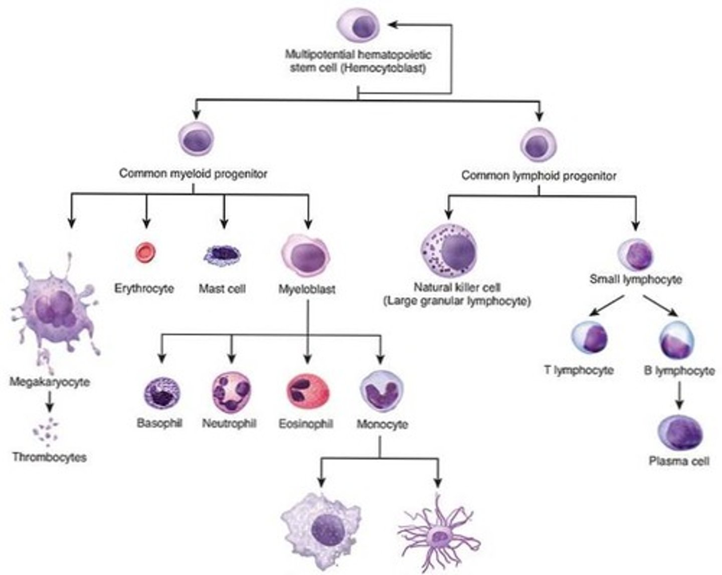 <p>Myeloida = Erytocyter, monocyter, neutrofiler, basofiler, eosinofiler och trombocyter<br><br>Lymfoida = B-celler och förstadiet till T-celler</p>