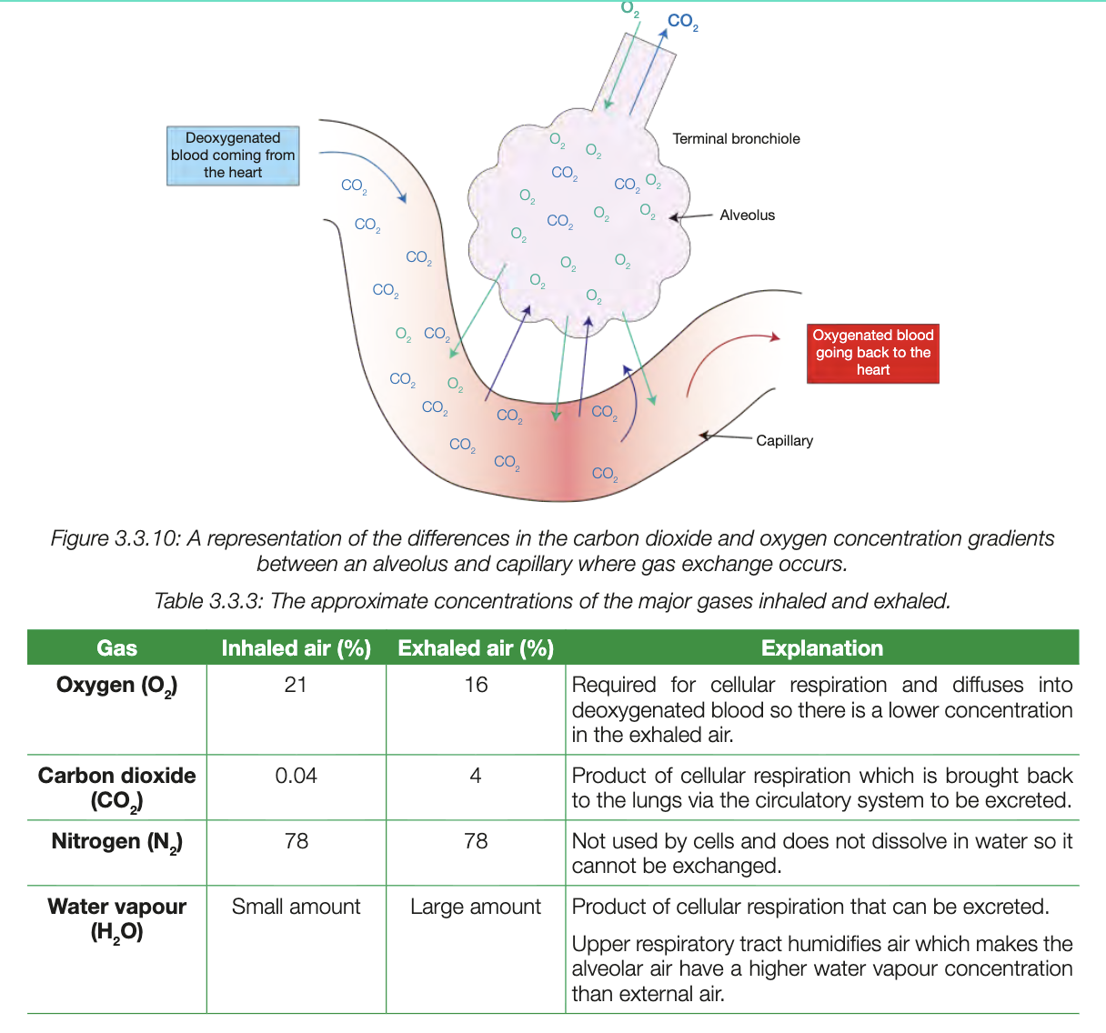 <ul><li><p>occurs between alveoli and capillaries</p></li><li><p>capillaries have high co2 conc, low o2, air has high o2 low co2, causes o2 to diffuse from alveoli to capillaries down conc gradient (opposite direaction for co2)</p></li></ul><p>facillitated by:<br>otal surface are of alveoli within lungs is extremely high because there are millions of alveoli</p><ul><li><p>outside surface of alveoli are covered with lots of capillaries</p></li><li><p>distance of diffusion is very short because alveoli surface and capillary walls consist of single layer of epithelial tissue making them very thin</p></li><li><p>exchange of gases across alveoli assisted by presence of film of moisture covering inside surface of them - allows gases to dissolve in moisture and diffuse across</p></li></ul><p></p>