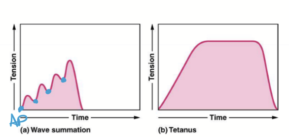 <p>Summation is the characteristic where Ca concentrations determine strength of contraction.</p><p>Mechanism: </p><ol><li><p>twitch beings</p></li><li><p>motor neurons fires before relaxation</p></li><li><p>More Ca released</p></li><li><p>More myosin-action cross-bridging </p></li><li><p>More tension</p></li><li><p>Eventually stops due to fatigue from lack of either ACh or ATP </p></li></ol><p></p>