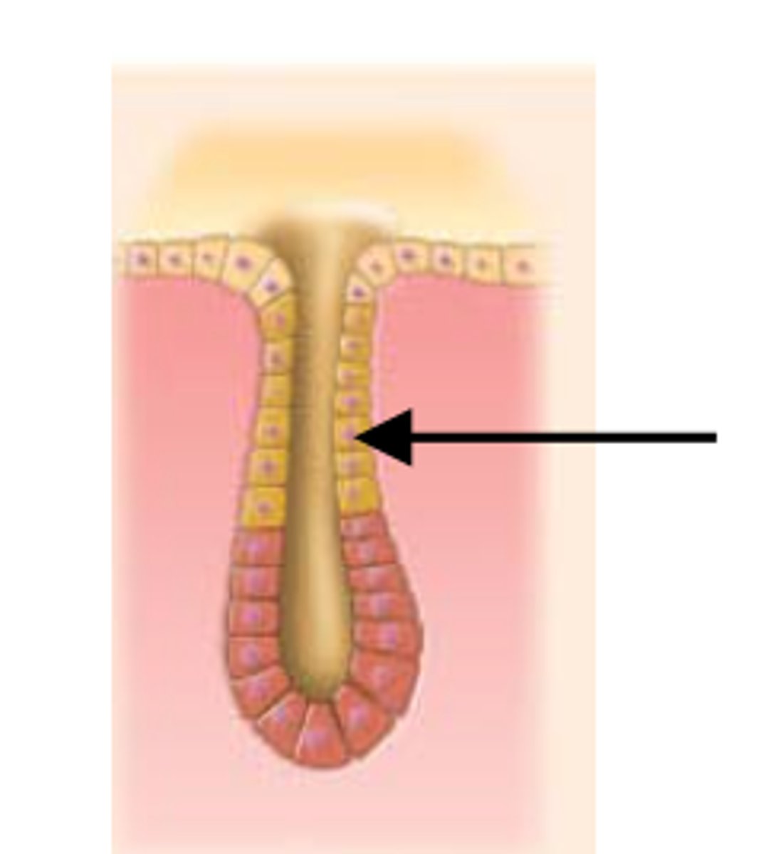 <p>Unbranched ducts.</p>