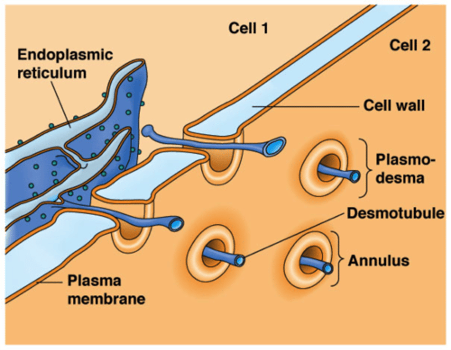 <p>An open channel in a plant cell wall through which strands of cytoplasm connect from adjacent cells. This is a typical route viruses use to move from one cell to the next</p>