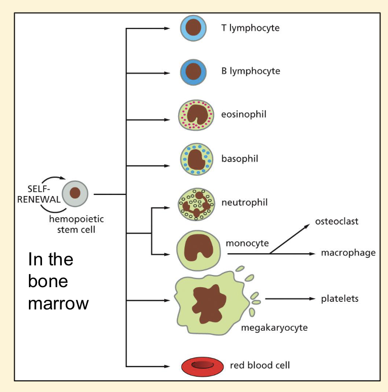 <p>❑ 2-3 million new erythrocytes are</p><p>produced per second in human</p><p>adults</p><p>❑ Multipotent</p><p>stem cells</p><p>❑ Huge variety</p><p>of cell types</p><p>If goes wrong:</p><p>❑ anemia (too few red blood cells)</p><p>❑ leukopenia (too few white blood</p><p>cells)</p><p>❑ blood cancers - leukemia,</p><p>lymphoma, myeloma - stem cell</p><p>transplants possible treatment</p><p>option</p>