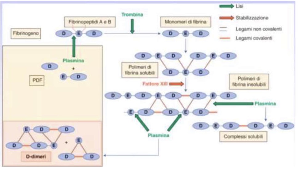 <p>È il sistema di controllo che mira a ristabilire la pervietà del vaso degradando la fibrina.</p><p>• <strong>Plasminogeno -> Plasmina:</strong> Attivato da attivatori tissutali (tPA) o urochinasici (uPA).</p><p>• <strong>Funzione della Plasmina:</strong> Degrada la <strong>fibrina</strong> (lisi del trombo).</p><p>• <strong>Regolazione:</strong> Le cellule endoteliali producono attivatori della fibrinolisi per mantenere la pervietà, ma in condizioni pro-trombotiche producono inibitori (<strong>PAI</strong>).</p><p><strong>Aspetti Diagnostici e Patologici del Sistema Fibrinolitico</strong></p><p>• <strong>Attivazione:</strong> Il plasminogeno è attivato anche da fattori della coagulazione (XII, XI, callicreina).</p><p>• <strong>Inibizione:</strong> La plasmina è immediatamente controllata dalla alpha2<strong>-antiplasmina</strong> (proteina della fase acuta prodotta dal fegato).</p><p>• <strong>Azione della Plasmina:</strong> Oltre alla fibrina, degrada anche <strong>Fibrinogeno, Fattore V e Fattore VIII</strong>.</p><p>• La carenza di Fattore VIII causa emofilia A (emorragie spontanee).</p><p>• La degradazione eccessiva di questi fattori è tipica della <strong>CID (Coagulazione Intravascolare Disseminata)</strong>, dove coesistono trombosi ed emorragia.</p><p><strong>D-DIMERI:</strong></p><p>Quando la plasmina taglia la fibrina insolubile (stabilizzata dal Fattore XIII con legami covalenti), si formano i <strong>D-Dimeri</strong>.</p><p>• Sono complessi di dimeri strettamente associati.</p><p>• <strong>Importanza clinica:</strong> Indicano che c'è stata formazione e successiva lisi di un trombo. Fondamentali nel monitoraggio di pazienti <strong>Covid-19</strong> per valutare l'evoluzione trombo-emorragica.</p>
