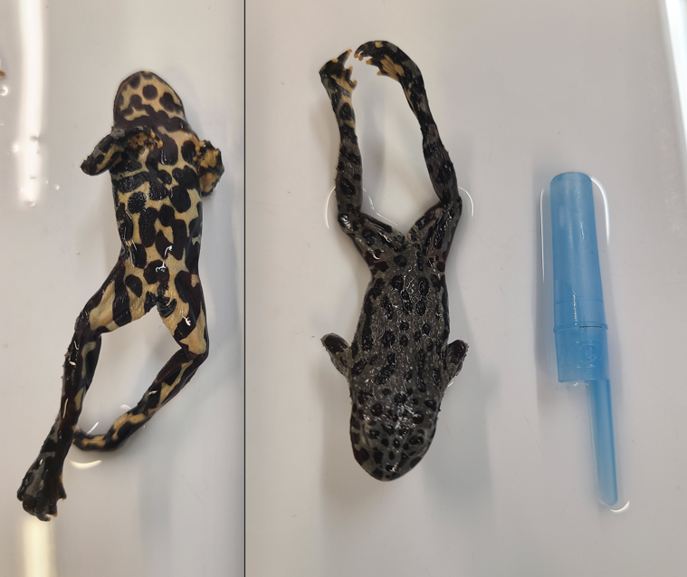 <p>Scientific name and distinguishing feature</p>