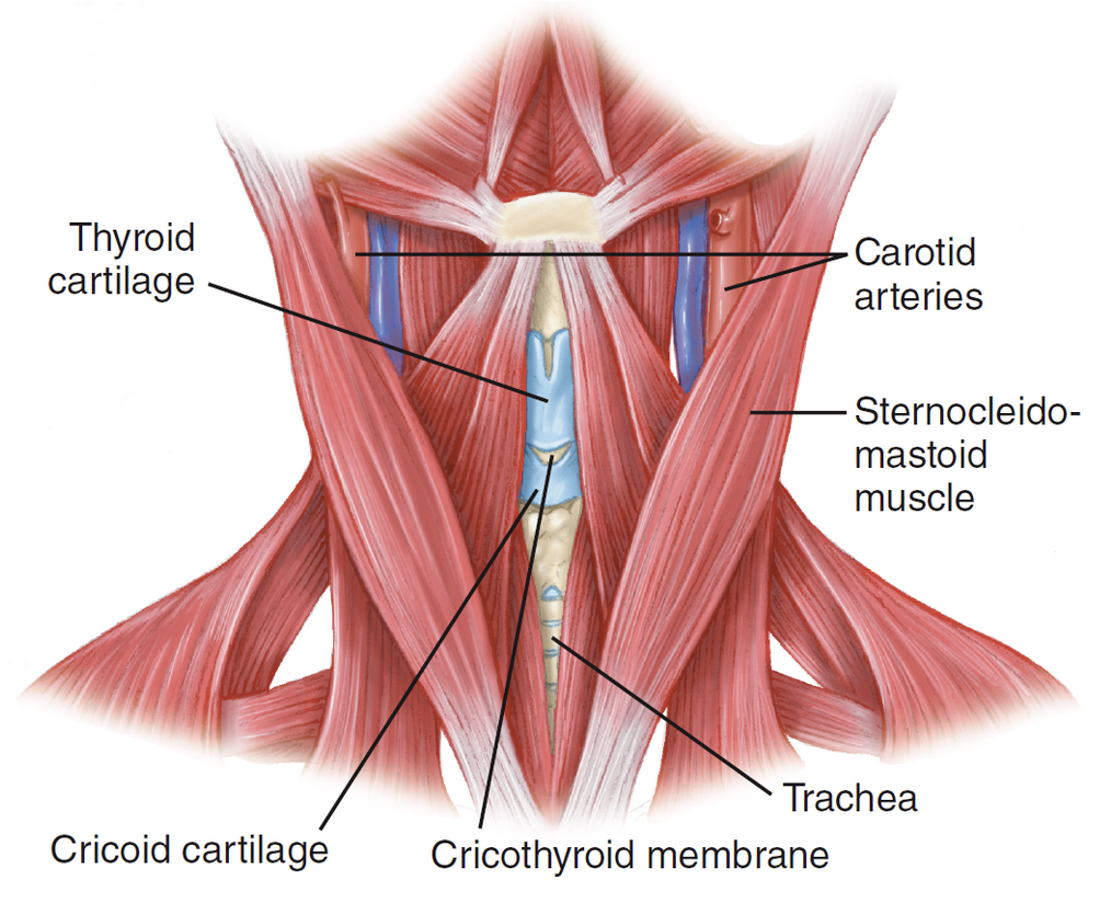 <p><span style="font-family: "Times New Roman", serif">Cricothyroid membrane</span></p>
