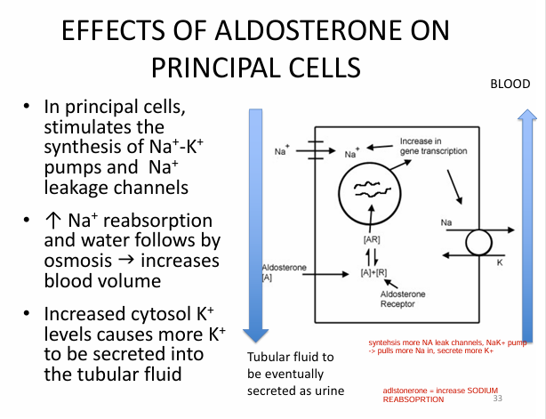 <p>0) Increased BLOOD K+ levels<br>0) Decreased BV or BP</p><p>1) Activate RAAS</p><p>2) Activates aldosterone secretion</p><p>3) Aldosterone binds to principal cells in DCT<br>→ increase Na K+ pumps on basolateral surface + Na leakage on apical surface<br>→ increased Na+ reabsoprtion (b/c NaK+ pumping more Na into interstitium → more Na passive reabsoprtion from Na leak channels) <br>→ water follows by osmosis (due to increased Na in interstitium; so high osmolarity)<br>→ increased BLOOD VOLUME</p><p>4) Increased K+ in cytosol (cell) (from K+ from NaK+ pump) → more K+ secreted into tubular fluid</p>
