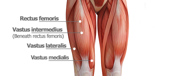 <ul><li><p>Rectus femoris.</p></li><li><p>Vastus lateralis.</p></li><li><p>Vastus medialis.</p></li><li><p>Vastus intermedius</p></li></ul>