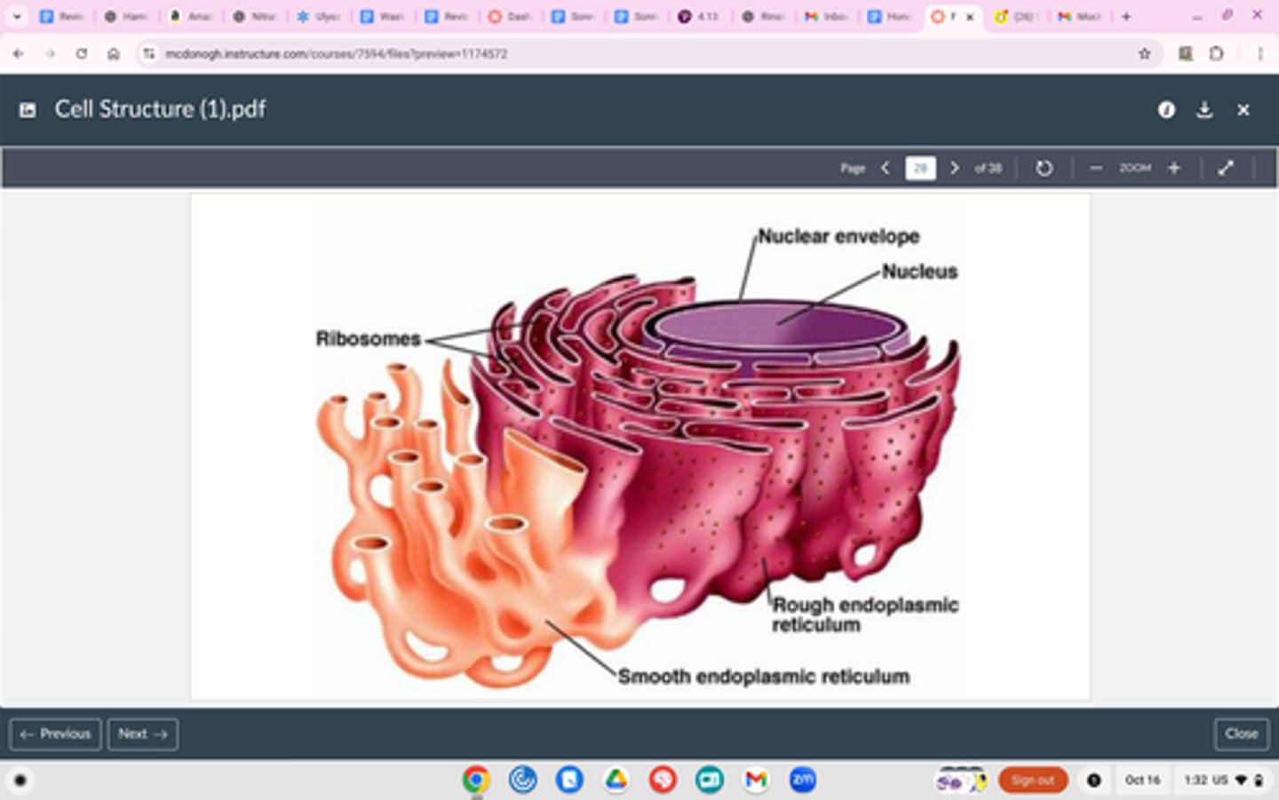 <p>Structure</p><p>No ribosomes on surface</p><p>Attached to outer side of ER</p><p>Function</p><p>Makes lipids</p>
