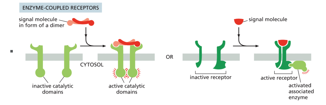 <p>Cell-surface receptors that exist as inactive monomers; ligand binding causes <strong>dimerization and mutual activation</strong>, which then activates target proteins.</p>