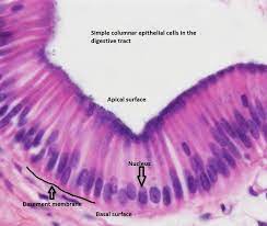 <p>Elongated Nuclei, Blue cytoplasm, can have cilia and goblets. Found in the stomach, colon, and Fallopian tube</p>