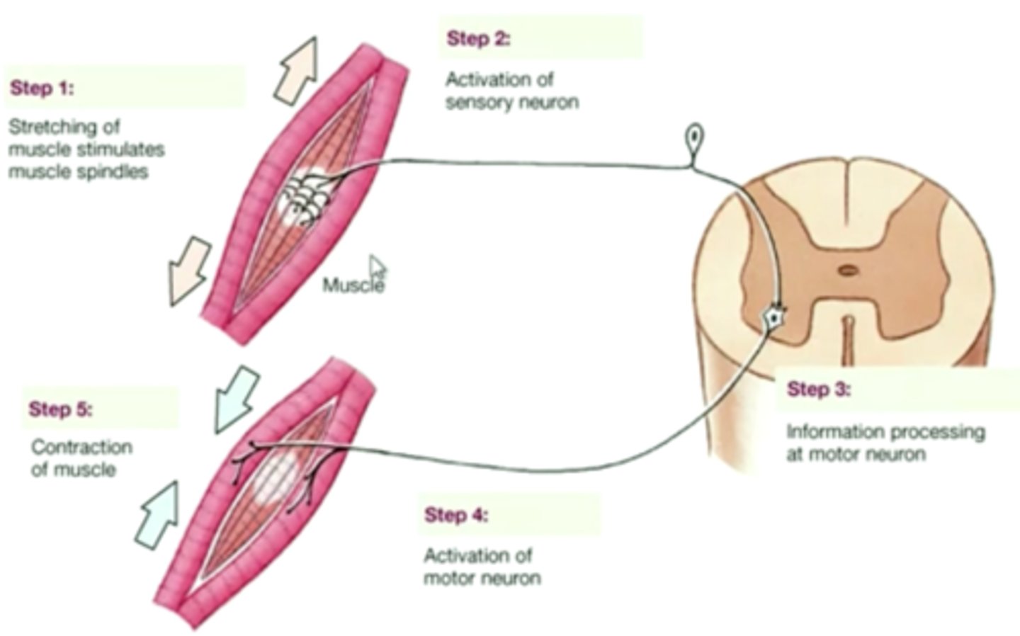 <p>Maintains posture/balance and locomotion; tendon stretch causes agonist muscle contraction and antagonistic relaxation.</p>