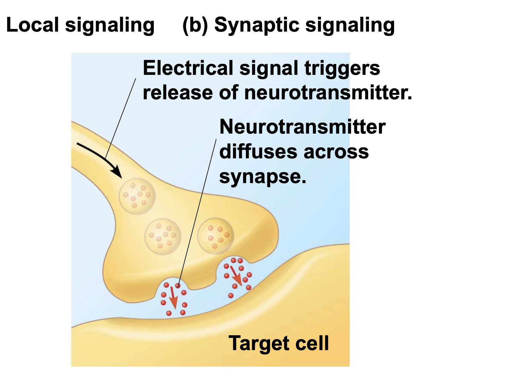 . synapse is a gap between nerve cells. \n .Synaptic signaling transmits a signal from one nerve cell to the next through the synapse. \n .A signaling molecule called a neurotransmitter is released by one nerve cell into a synapse. The neurotransmitter crosses the synapse and binds to receptors on the neighboring nerve cell.