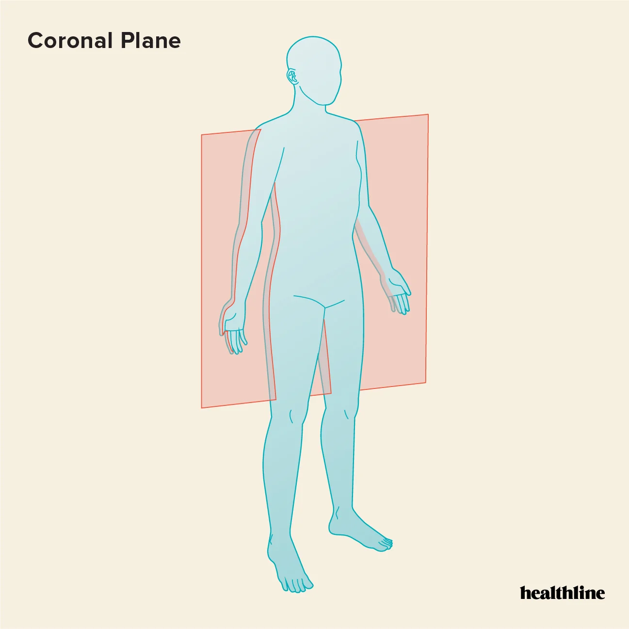 <p><span>separates the front (anterior) and back (posterior) of the body.</span></p>