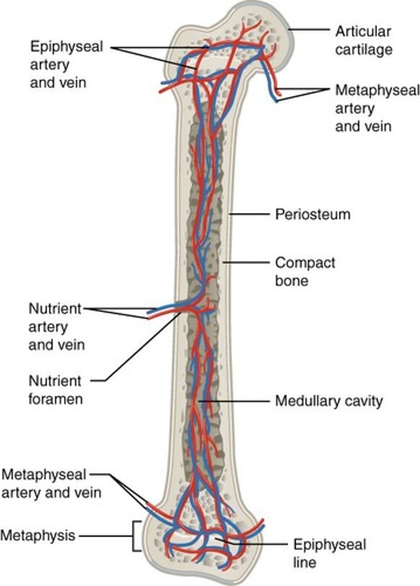 <p>Cortical bone, spongy bone, red and yellow bone marrow, and various types of connective tissue.</p>