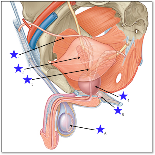<p>Label the diagram of the male reproductive system.</p>