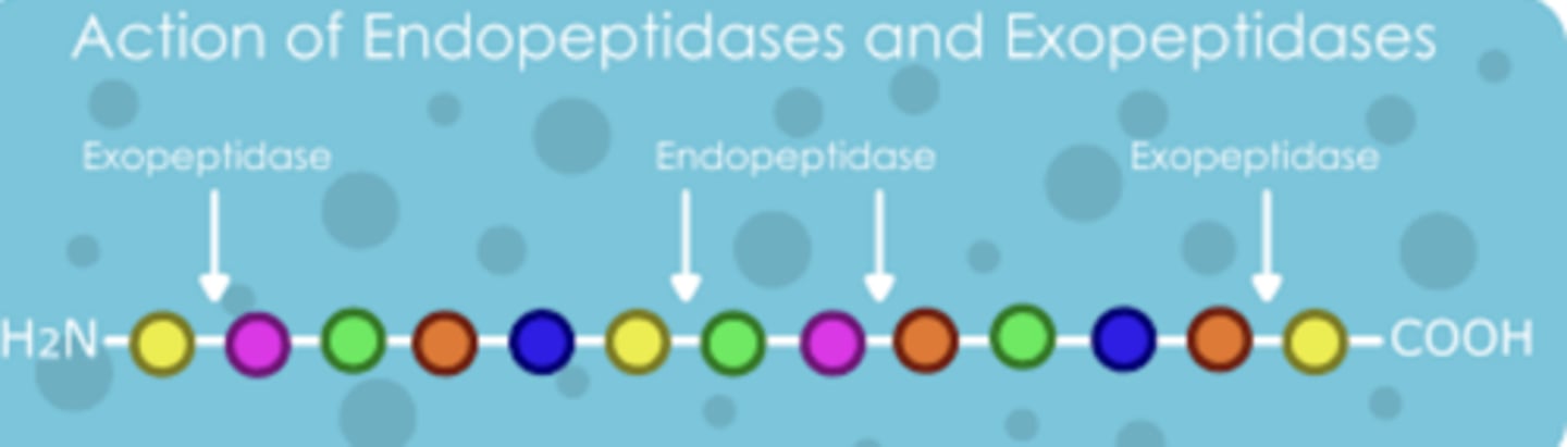 <p>-Endopeptidase<br>-Exopeptidase</p>