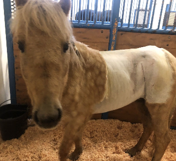 <p>-slow onset of clinical signs (but can lead to death quickly)</p><p>-mild intermittent colic initially</p><p>-may persist for days before rupture</p><p>-decreased manure production</p>