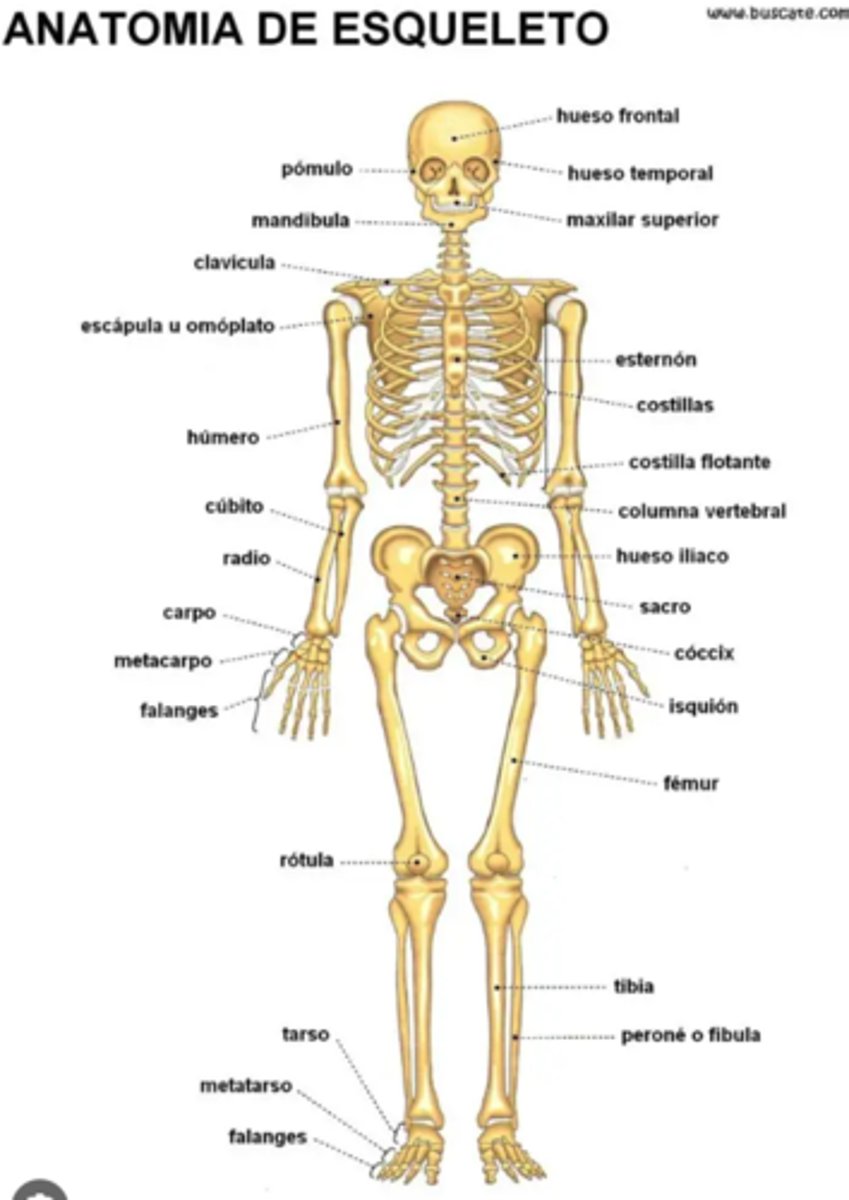 <p>el hueso/los huesos</p>
