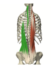 <p><span>Mm. spinales:</span></p><p><span>BESTAAT UIT:</span></p><ul><li><p>Thoracis</p></li><li><p>Capitis</p></li><li><p>Cervicis</p></li></ul><p></p>