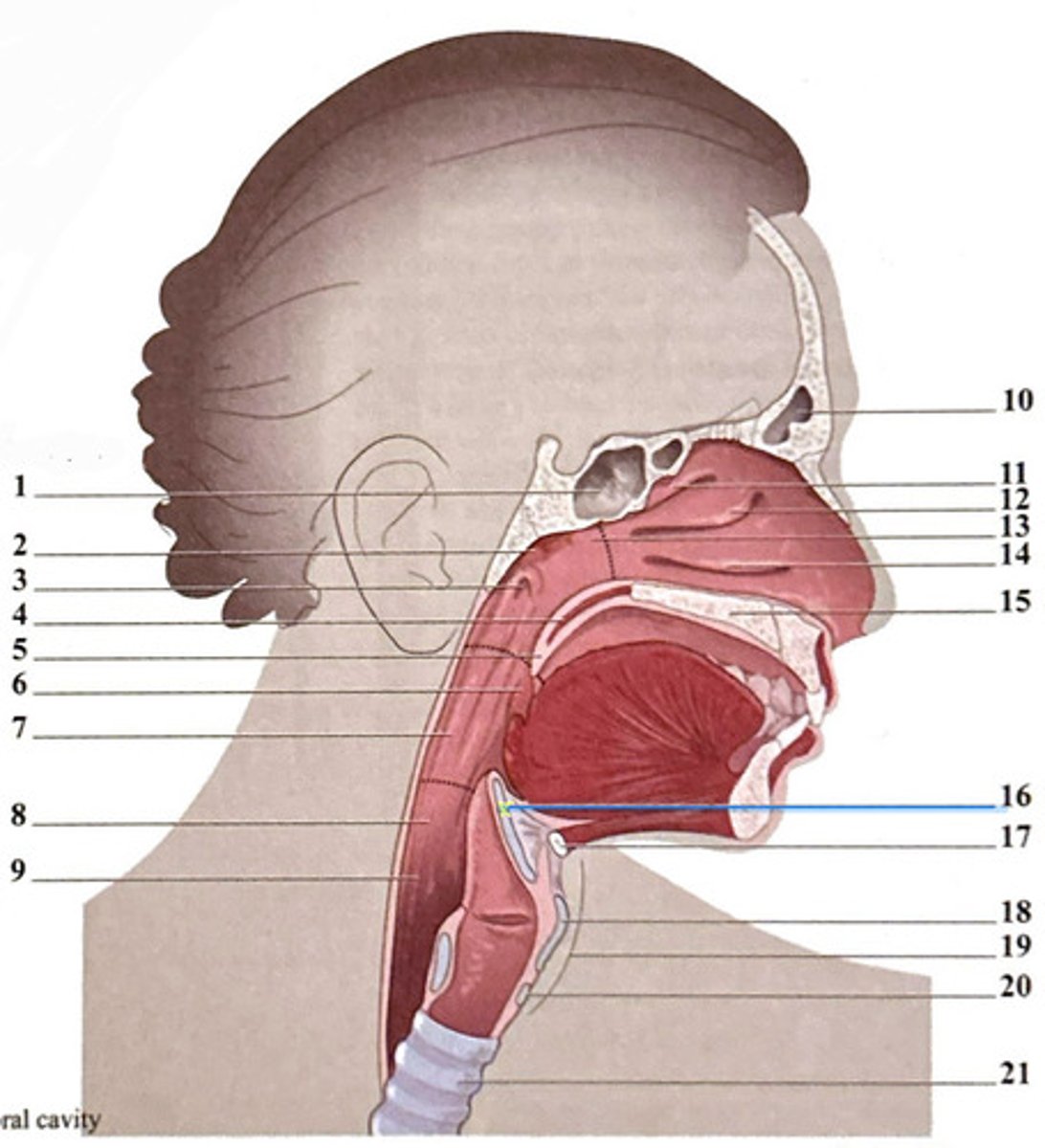 knowt flashcard image