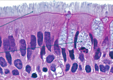 <ul><li><p>found in upper airway,s helps protect and move mucus</p></li><li><p>all cells attached to basement membrane, don’t all reach apical surface</p></li><li><p>lots of goblet cells</p></li><li><p>cilli on apical surface</p></li></ul><p></p>