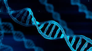 <p>DNA</p>