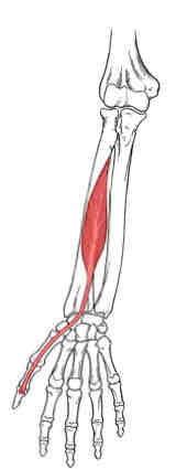 <p>Flexor Pollicis Longus</p>