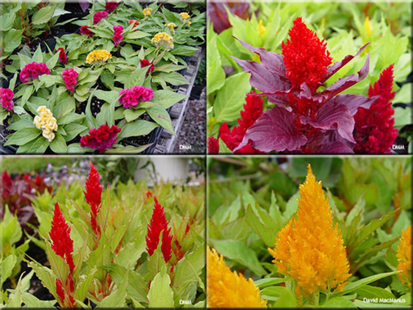 <p>Celosia argentea cv.</p>