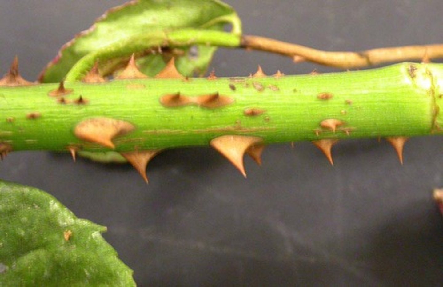 <p>Projections of epidermis</p>