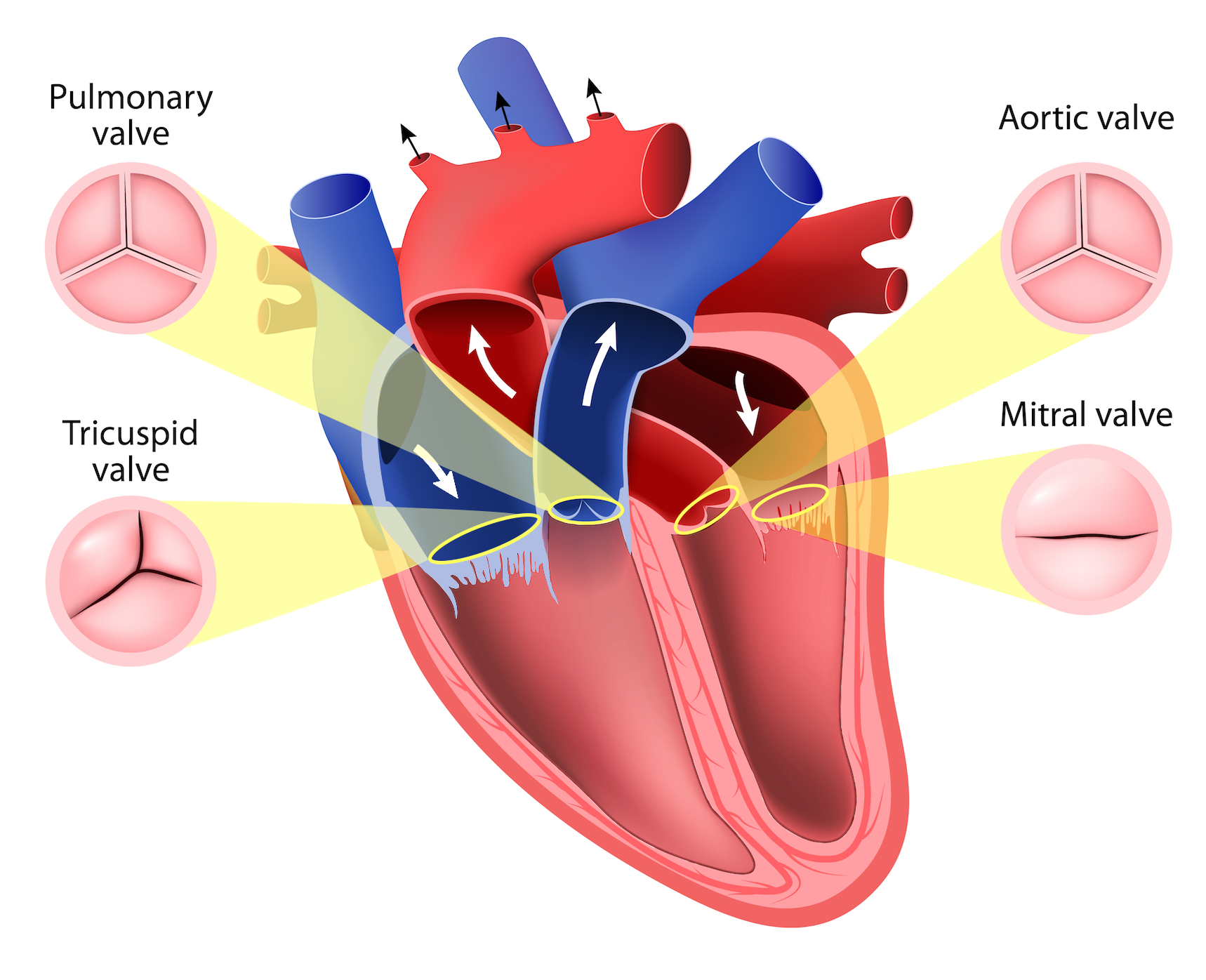 <p><span>What is the purpose of the heart valves? Understand their precise role during the cardiac cycle.</span></p>