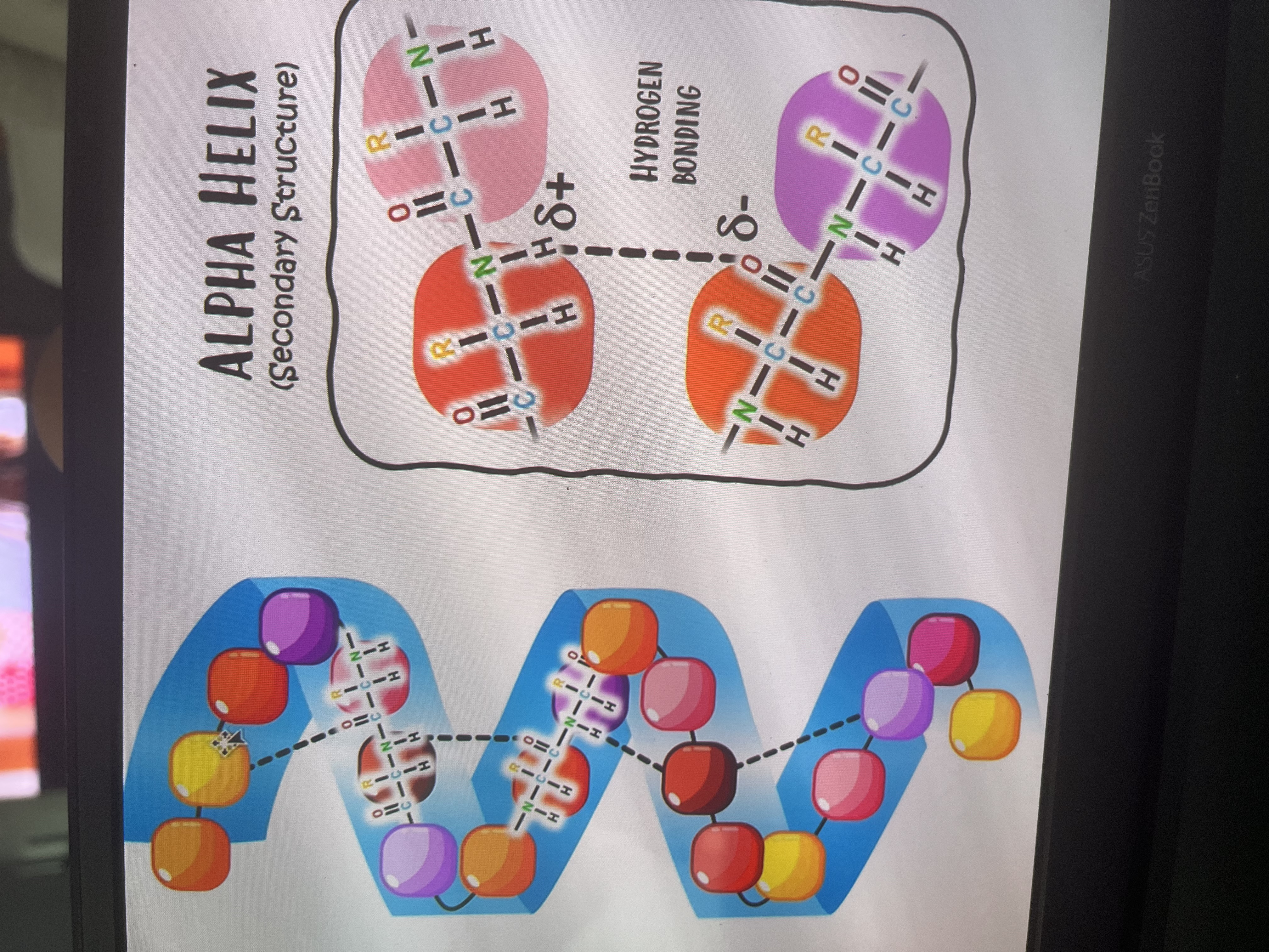 <p>Forms due to <strong>pleating</strong> and <strong>coiling</strong> of amino acid chain</p><p>Held tg by weak H-bonds(betw non adjacent amino acids→N-H and C- -O)) </p><p>Forms alpha helix and beta pleated sheets</p>