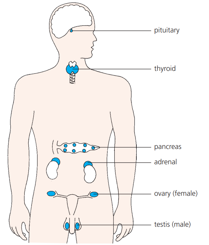 <p>They are chemical messengers secreted directly into the bloodstream by endocrine glands  </p>