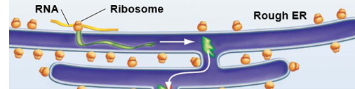 <p>The Endomembrane System step 1 </p>