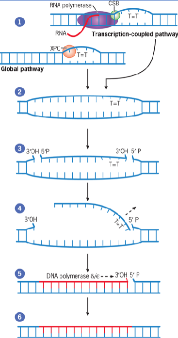 <ul><li><p>cut- and-patch mechanism that removes bulky lesions</p></li><li><p>generated by environmental mutagens such as UV irradiation and bulky chemical compounds</p></li><li><p>two distinct pathways: transcription-coupled and global genomic paths</p></li></ul><p></p>