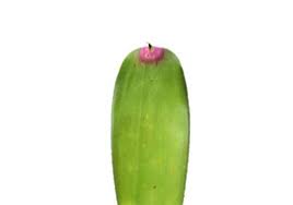 <p>Cold Hardiness: Tender Perennial; zone 9-11</p><p>• Habit: 12in to 18 in tall; 20- 32 in wide</p><p>• Cultural Requirements: sun to partial shade; mesophyte; consistently moist soil</p><p>• Landscape Utilization: Generally an indoor container plant; can be grown outside as long as there is enough shade</p><p>• Additional Information: Native to south Brazilian rainforest</p>