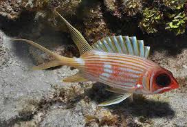 <p>soft dorsal fin is long</p><p>alternating pale and dark red stripes</p><p>irregular bars on sides</p><p>top of head deep red</p><p>eyes are red</p>
