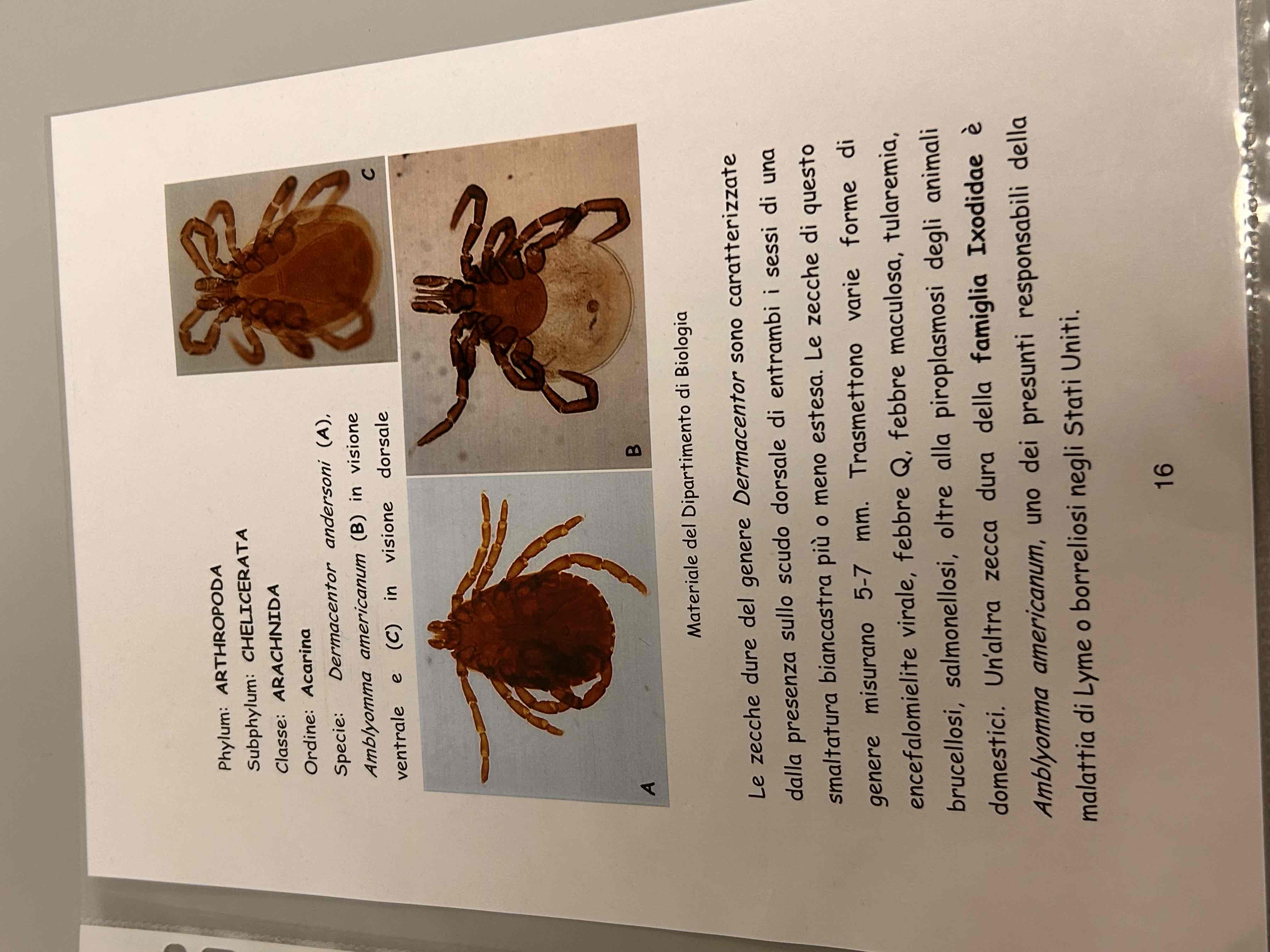 <p>Chelicherati</p><p>Aracnidi</p><p>Amblyomma americanum / dermacentor andersoni</p>