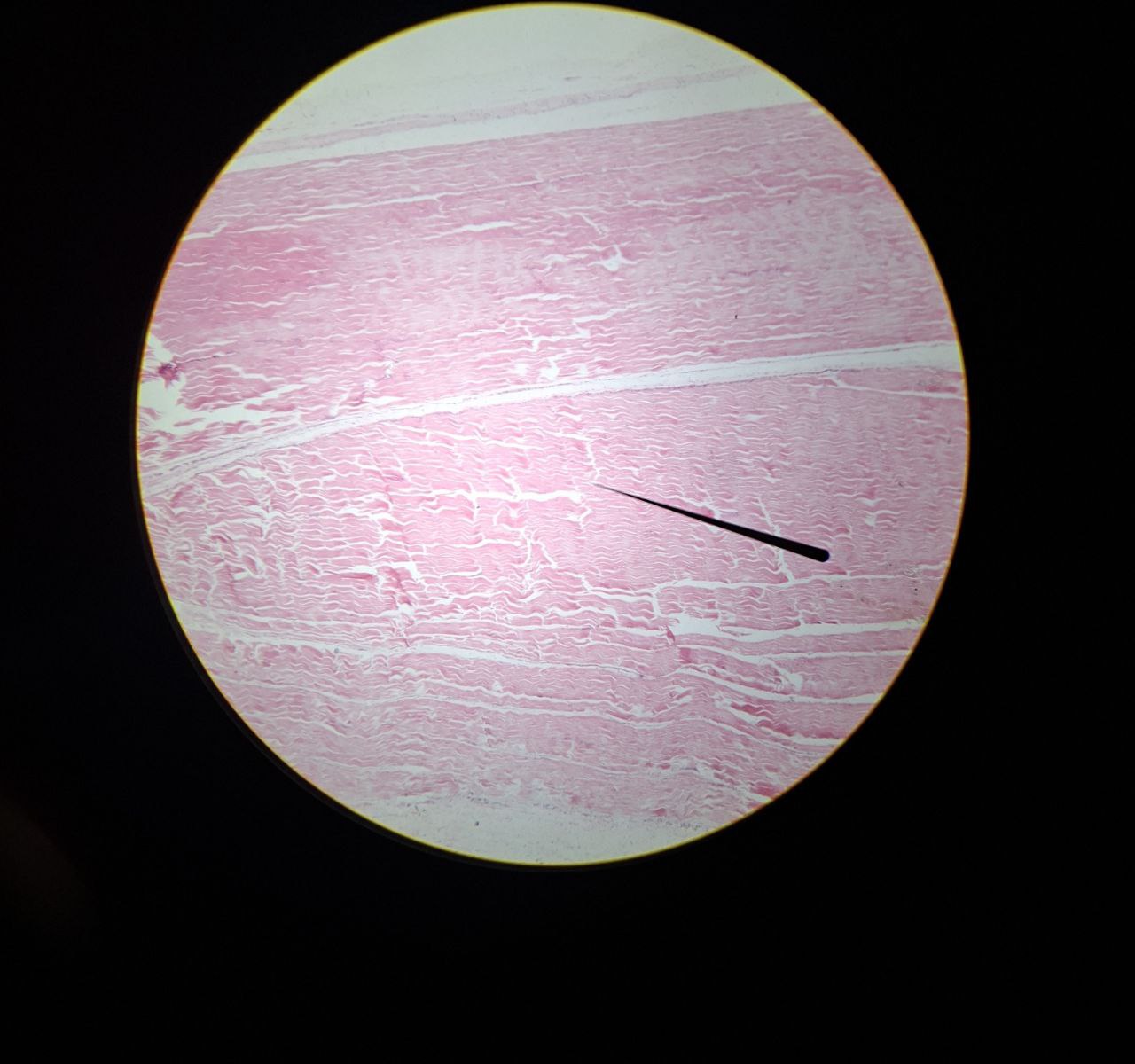 <p>Identify the tissue and mention one site</p>